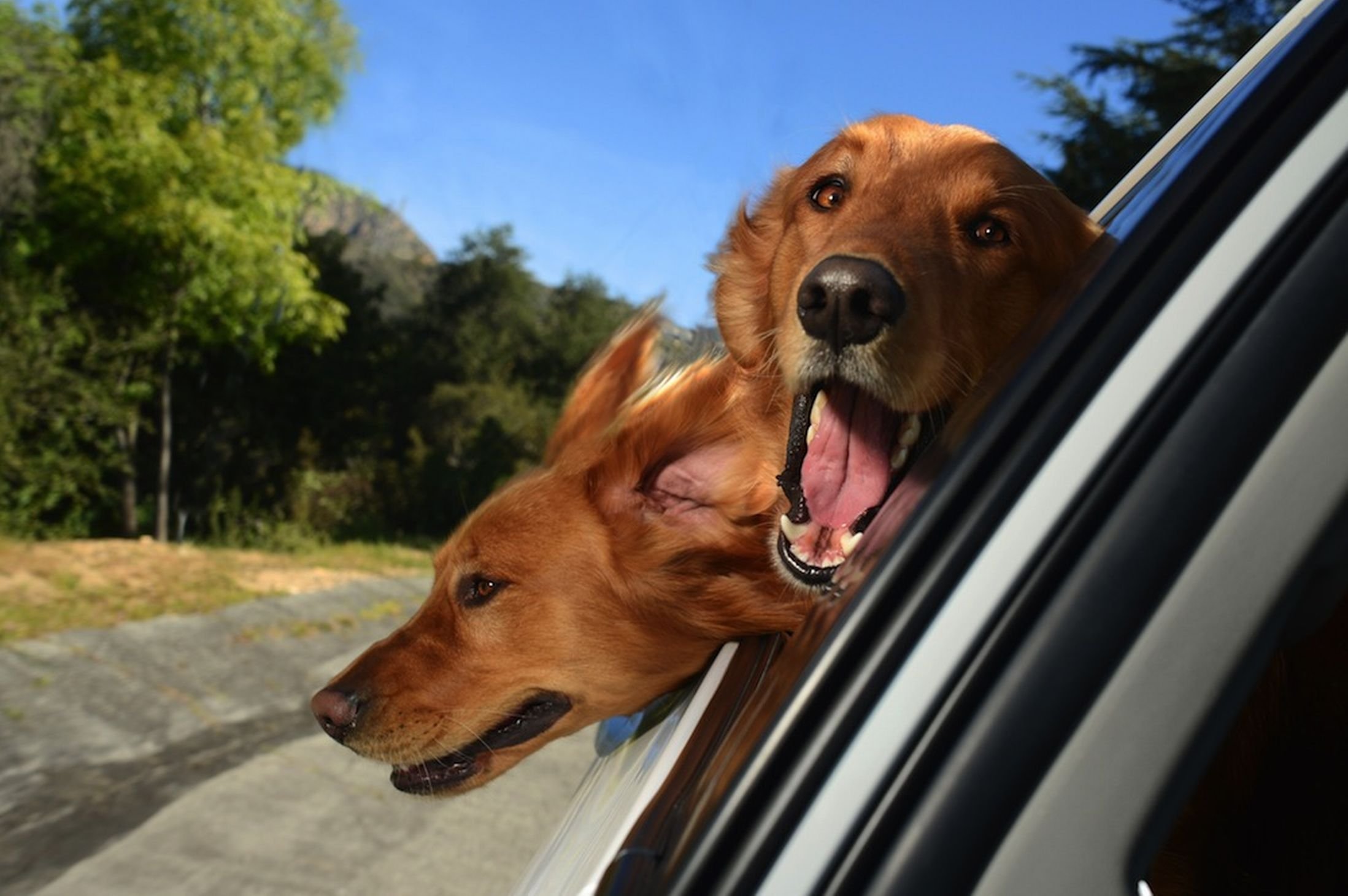 Веселое в машину слушать. Собака в окне машины. Собака в машине. Собака выглядывает из окна машины. Собака выглядывает из машины.