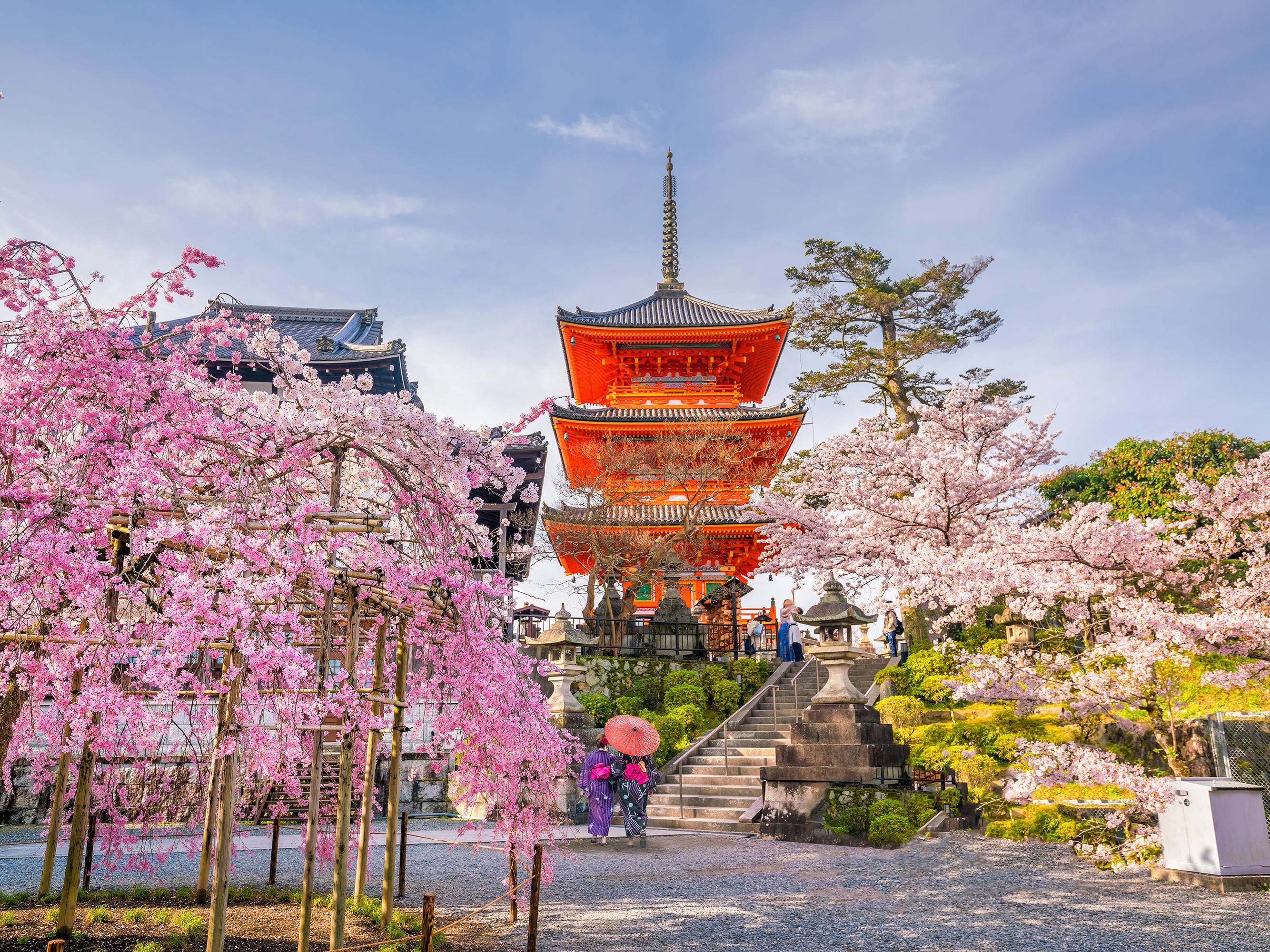 Цветение Сакуры в Токио