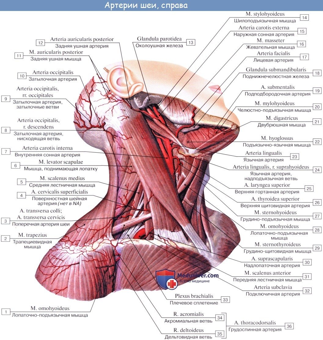 Мышцы шеи анатомия Синельников