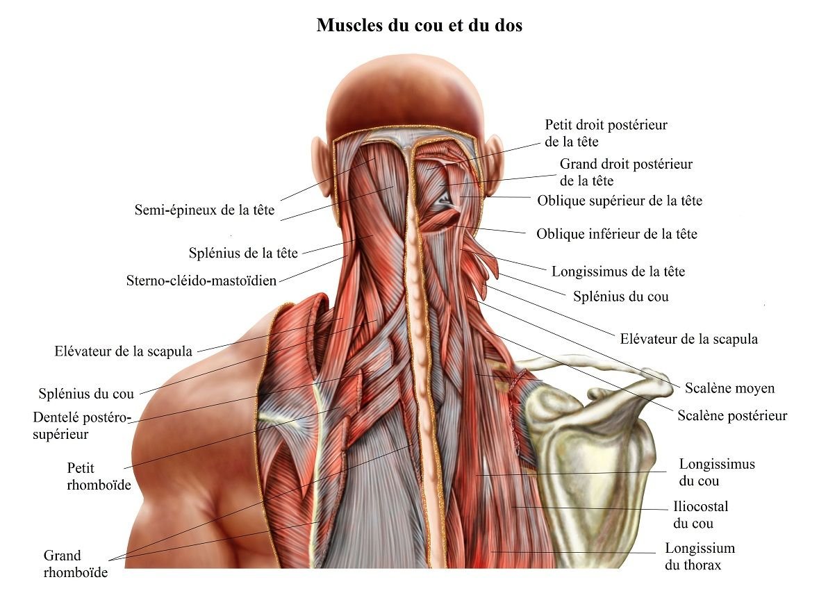 Глубокие мышцы поясницы анатомия