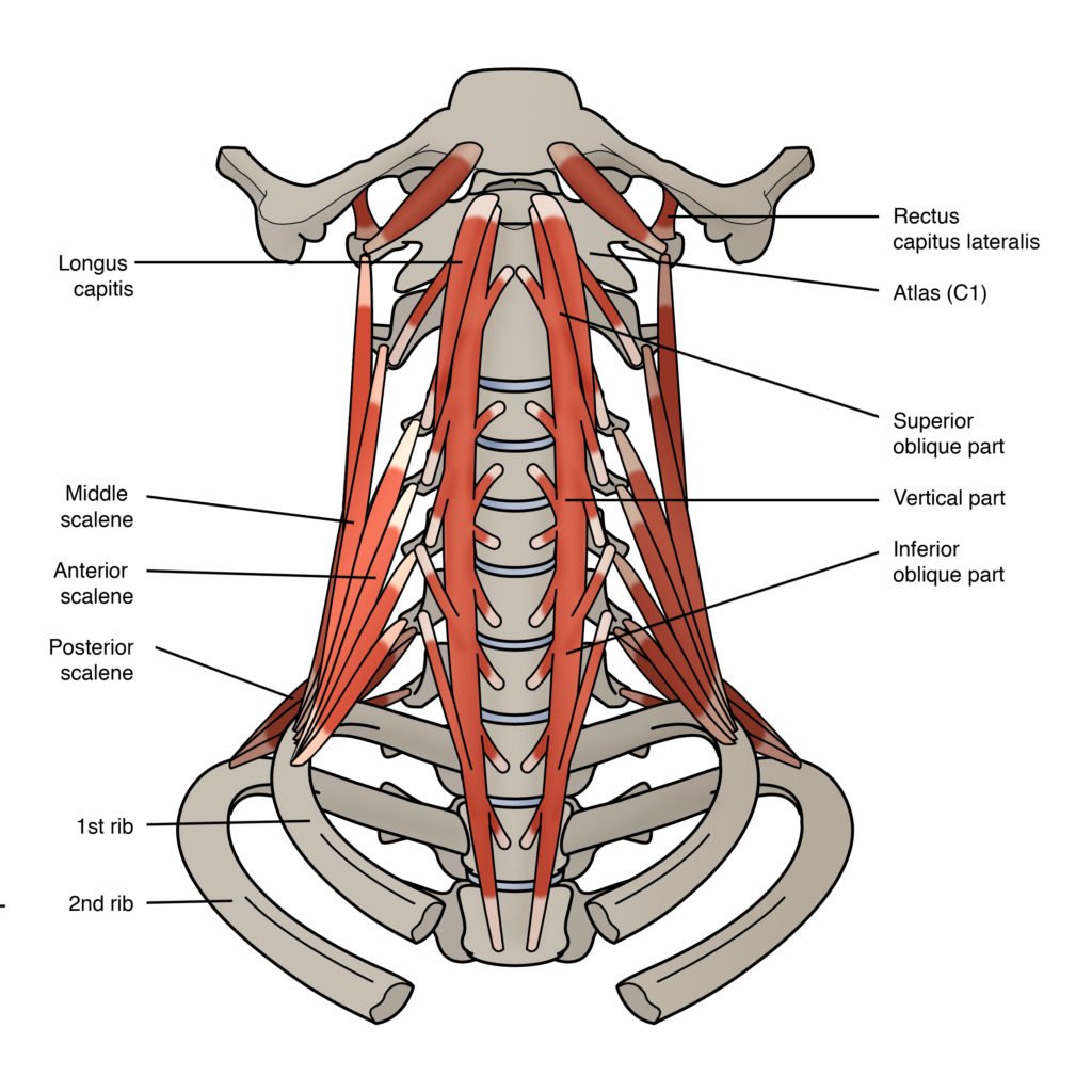 Мышцы шеи спереди схема