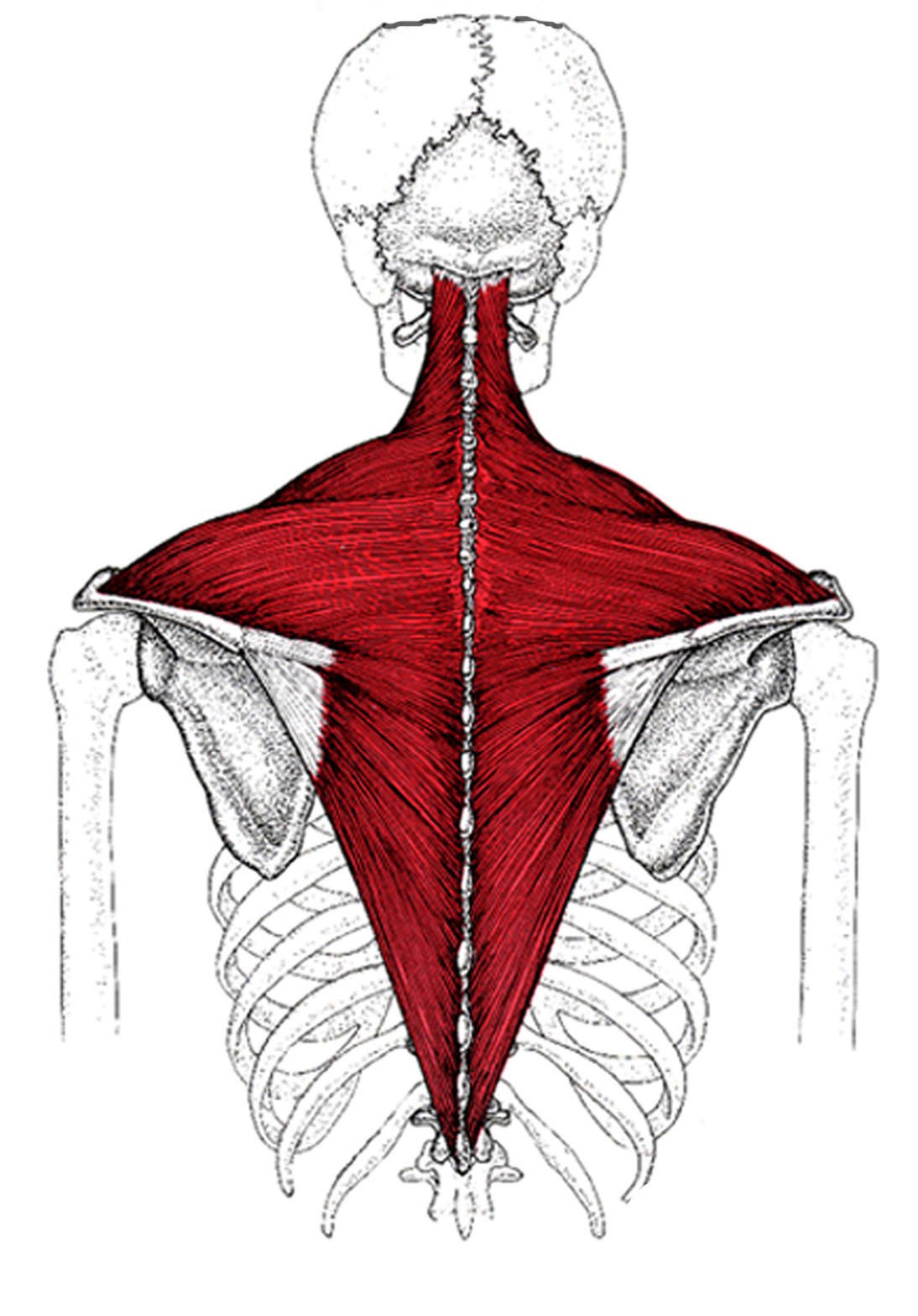 Верхняя трапециевидная. Трапециевидная мышца спины анатомия. Трапециевидная мышца шеи анатомия. Трапециевидная мышца спины прикрепление. Иннервация трапециевидной мышцы спины.
