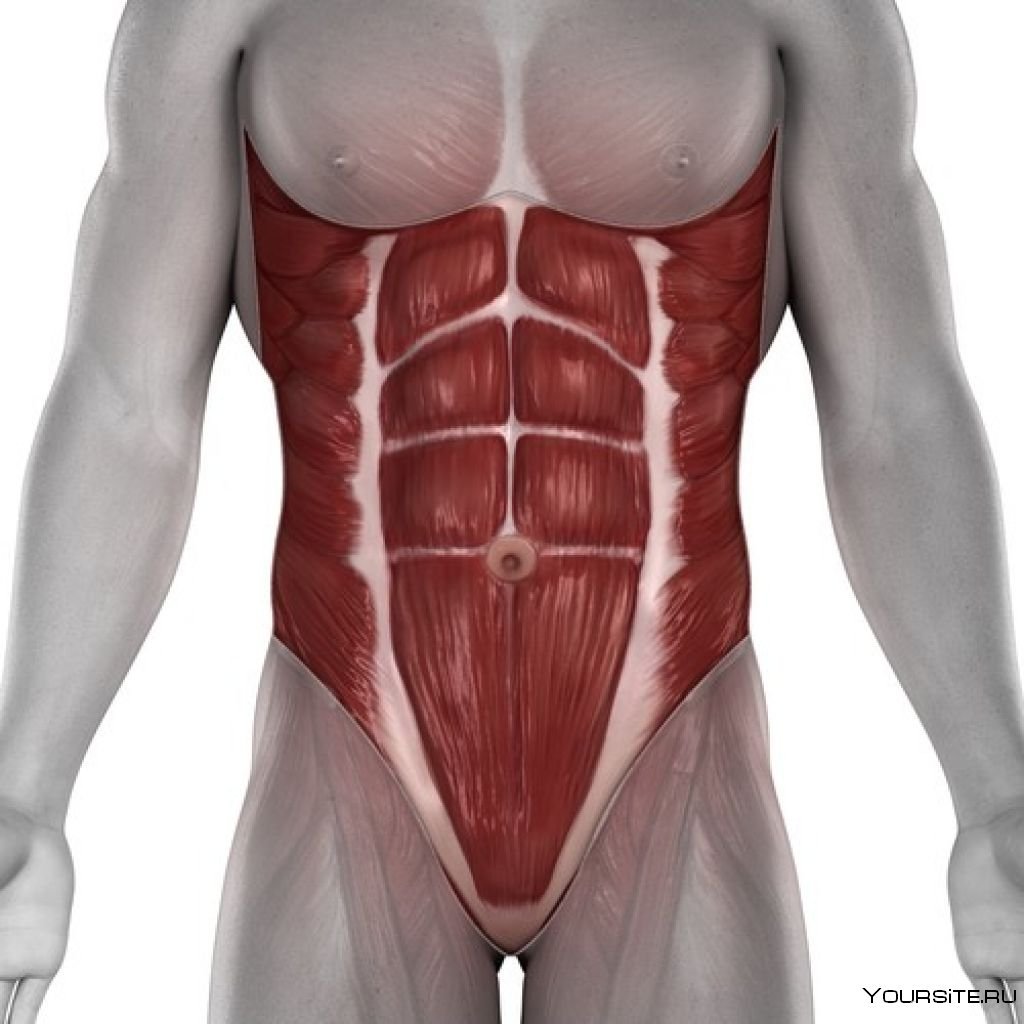 Нижние мышцы живота