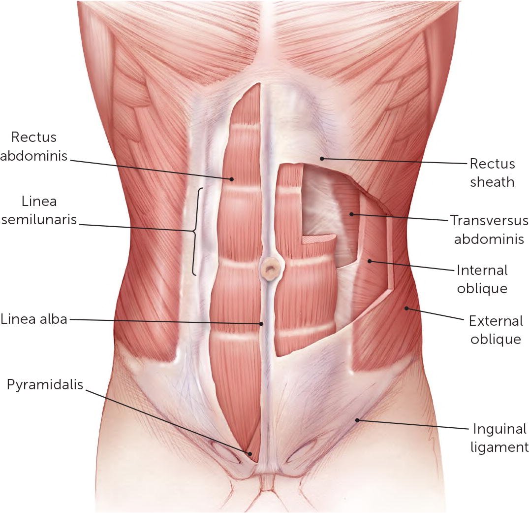 Прямые мышцы живота анатомия у женщин