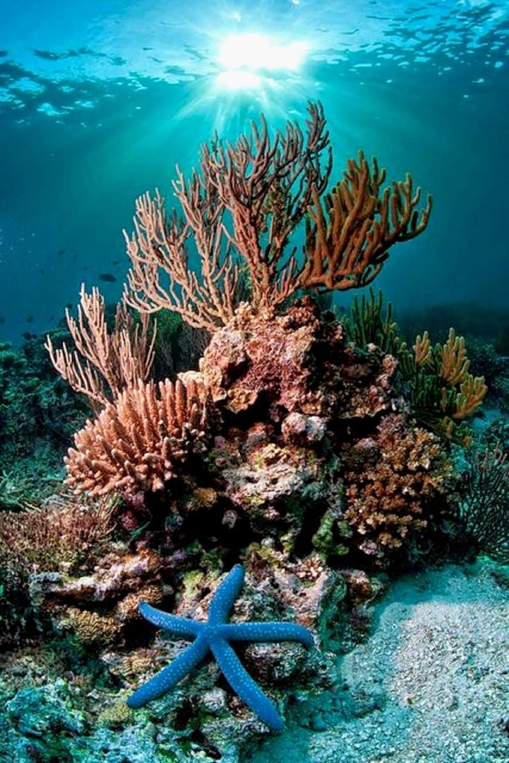 Коралловый риф красное море аквалангист