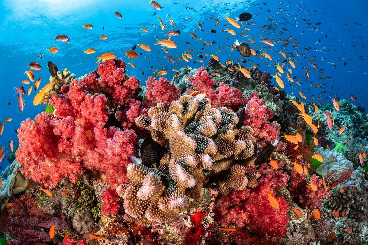 Коралловый риф на Бали