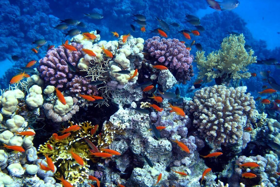 Козумель коралловый риф