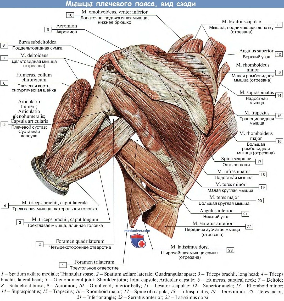 Мышцы плечевого сустава анатомия