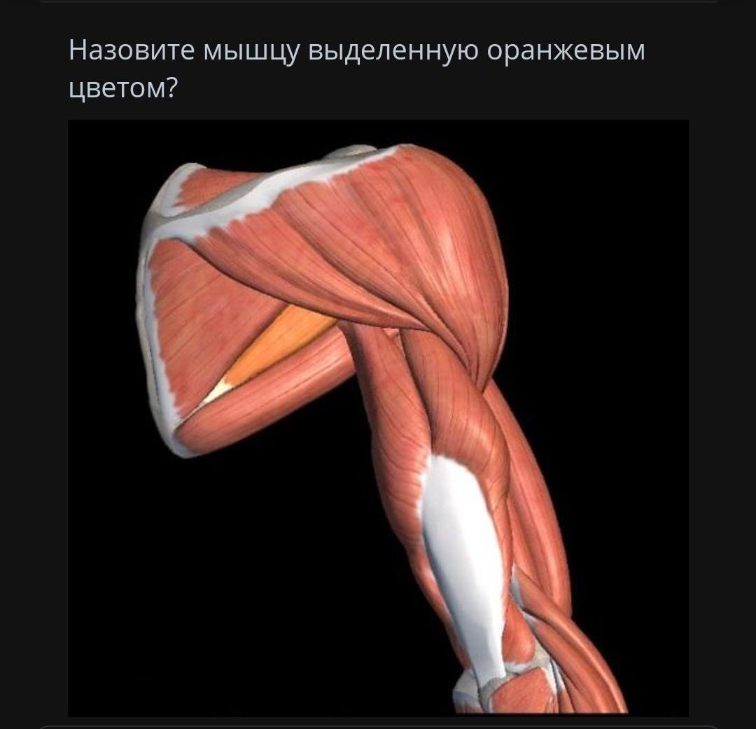 Подлопаточная мышца (m. Subscapularis)