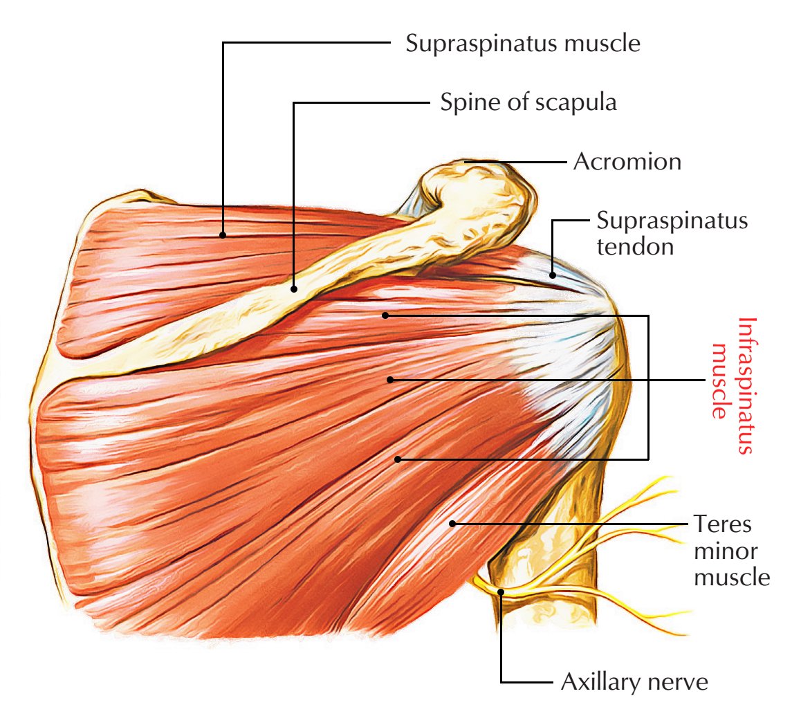 Место крепления двуглавой мышцы плеча