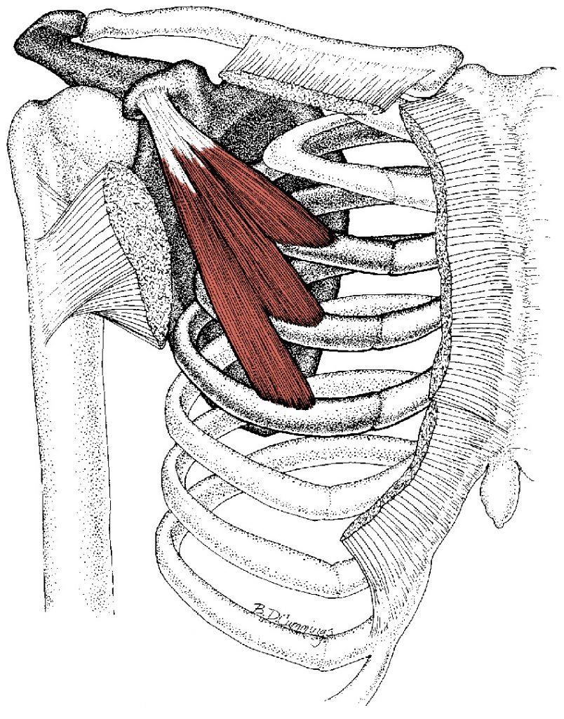 Большая грудная мышца m. pectoralis Major