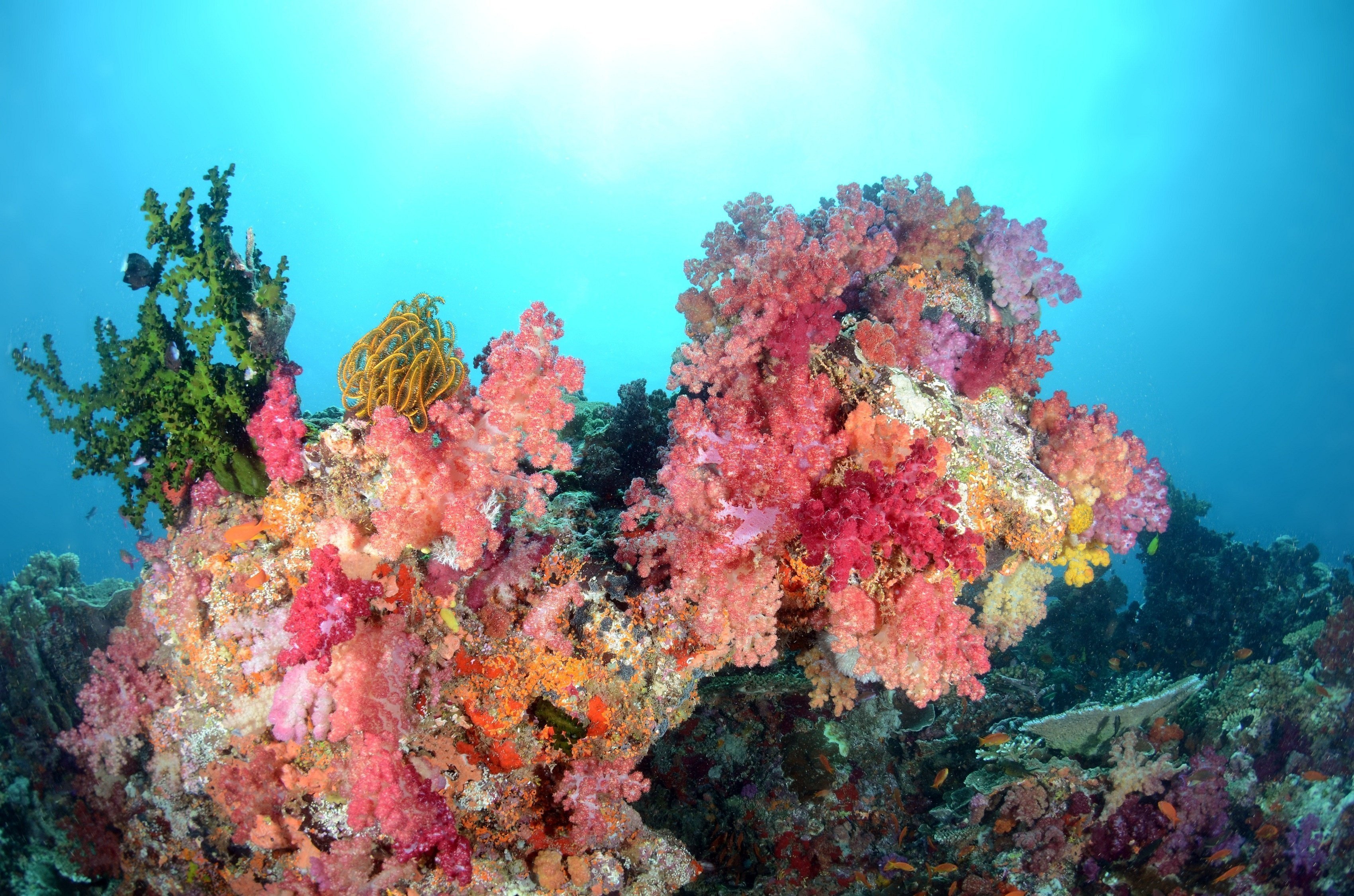 Водоросли кораллы. Кораллы в Тайланде. Коралловые рифы Монерон. Водоросли кораллового рифа. Морские водоросли на рифе.