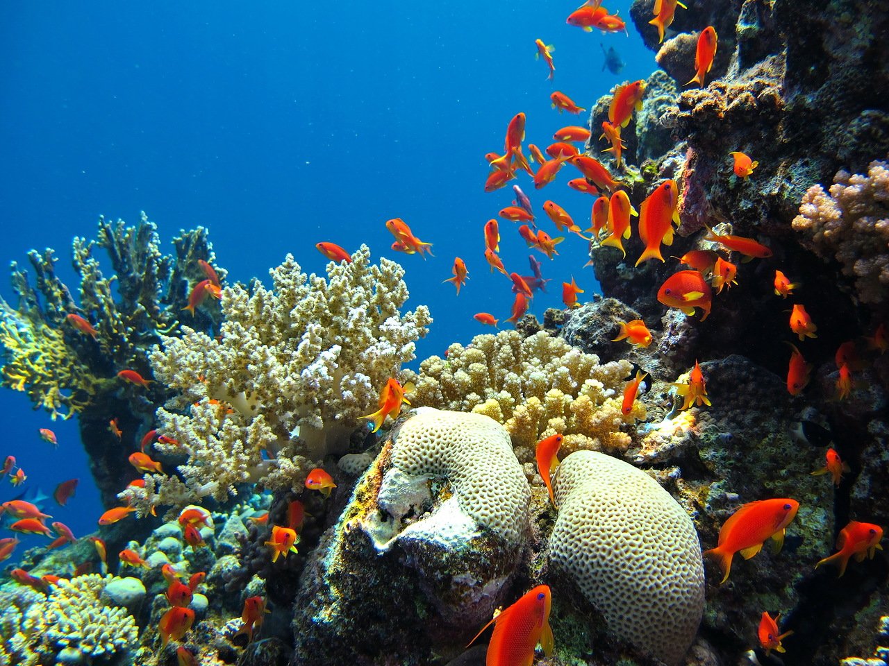 Коралловые рифы в хургаде. Марса-Алам Египет море риф. Подводный риф Марса Алам. Марса Алам коралловый риф. Марса-Алам Египет кораллы.