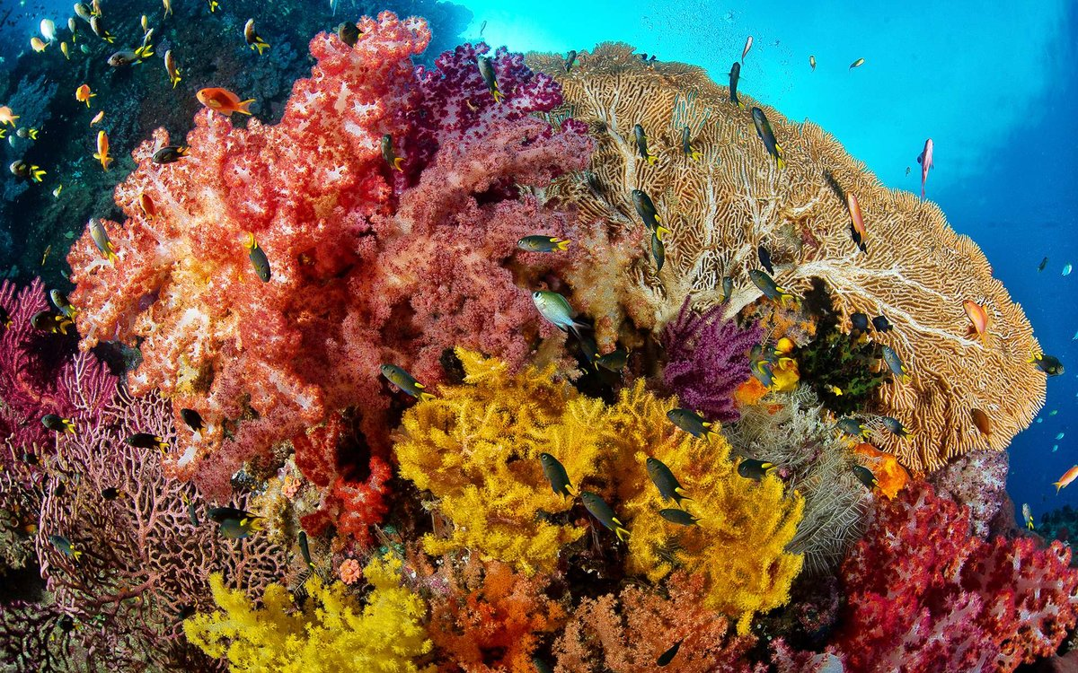 Герматипные кораллы