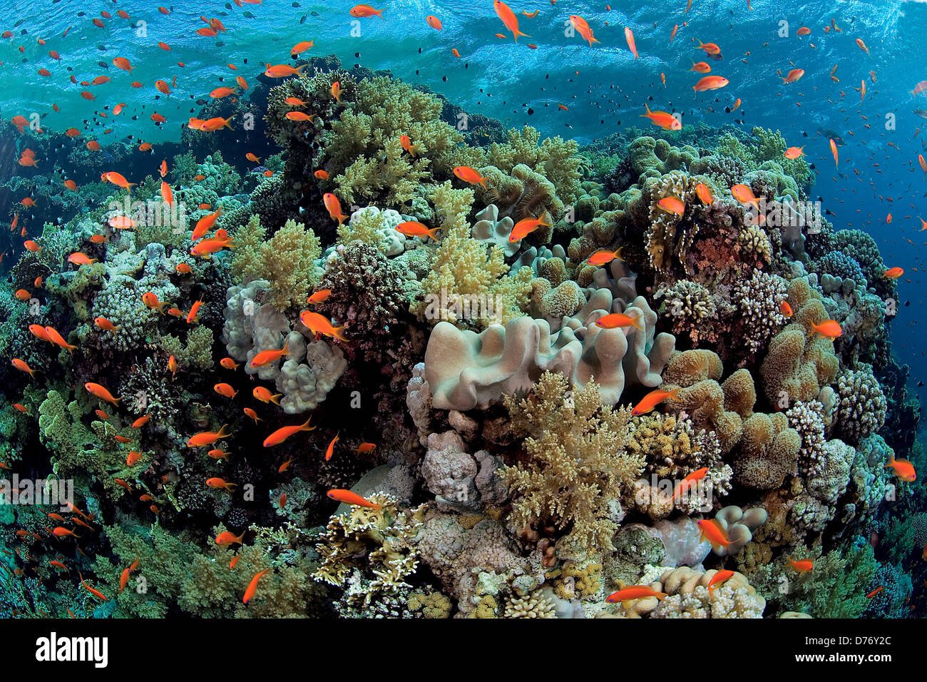 El coral. Красное море риф Шарм Эль Шейх. Море в Египте Шарм-Эль-Шейх рифы. Коралловый риф Египет шармаль Шейх. Коралловый риф в Шарм Эль Шейхе.