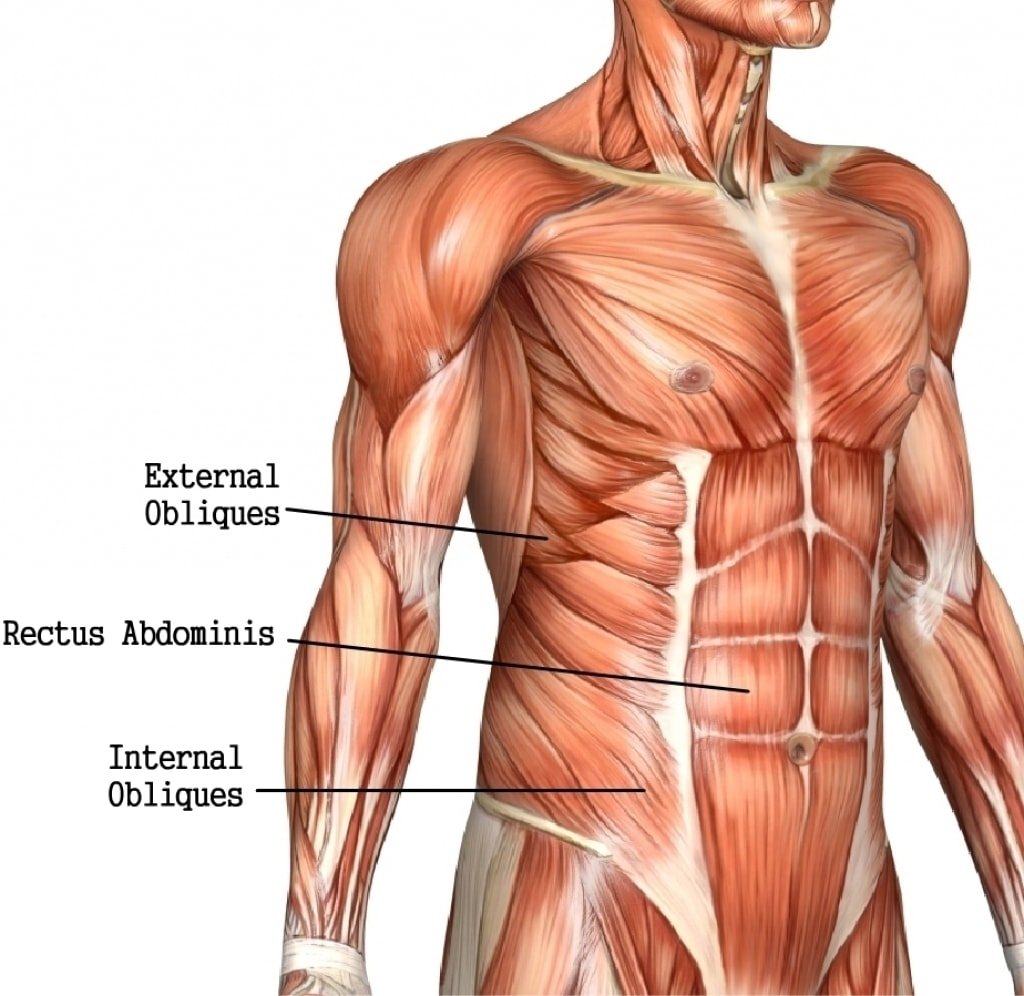 Брюшной пресс мышцы анатомия