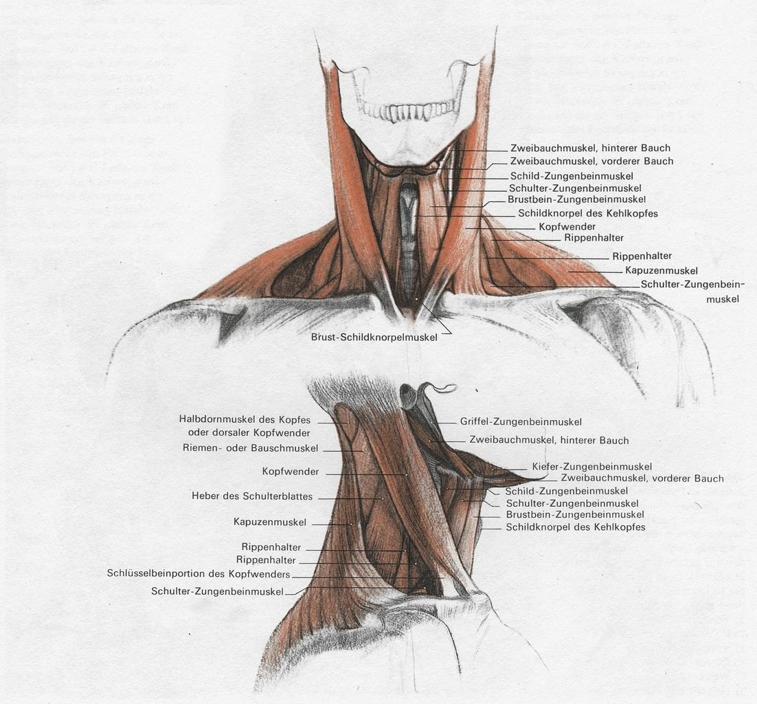 Мышцы головы и шеи вид сбоку