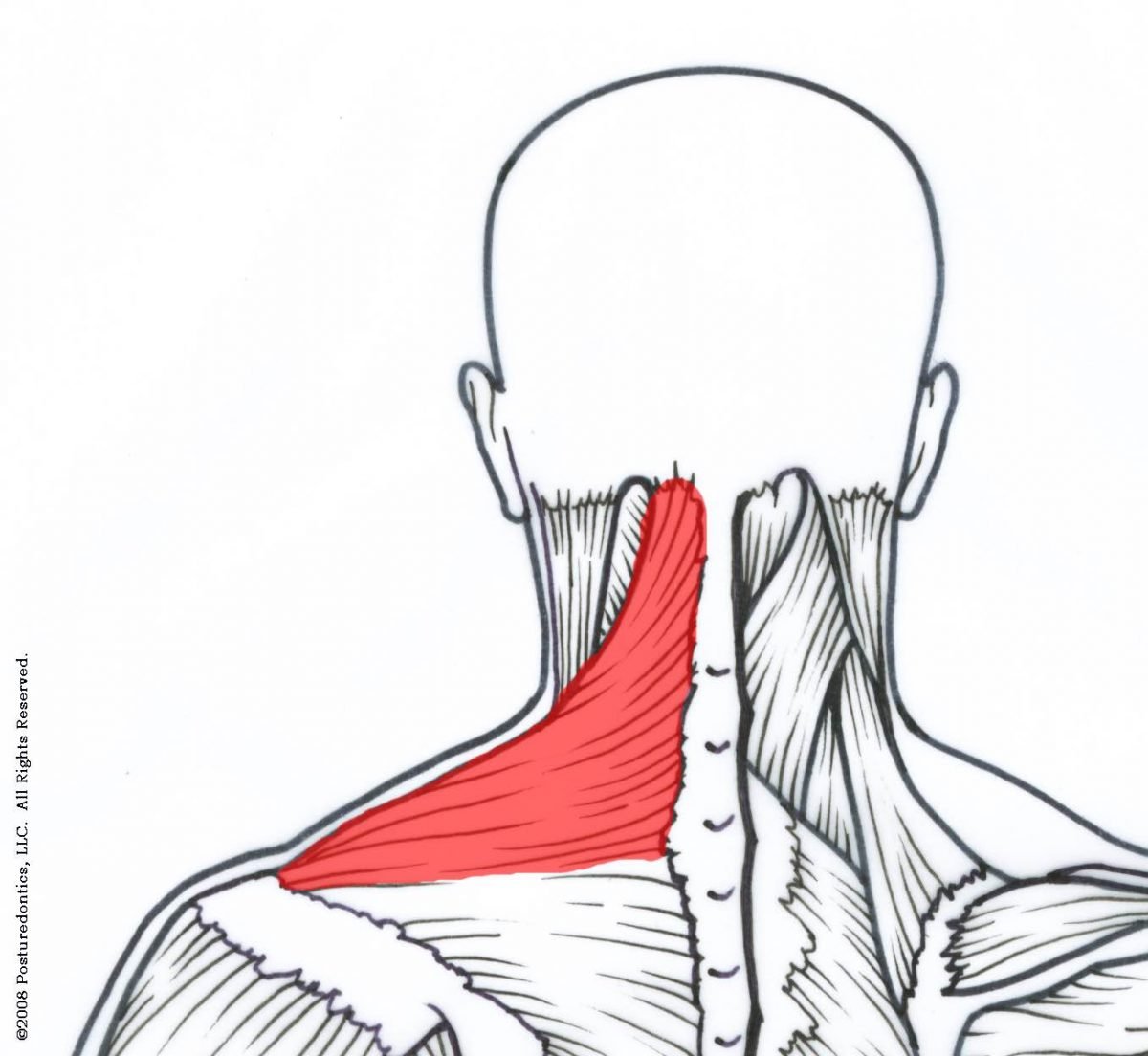 Мышцы затылочной части головы