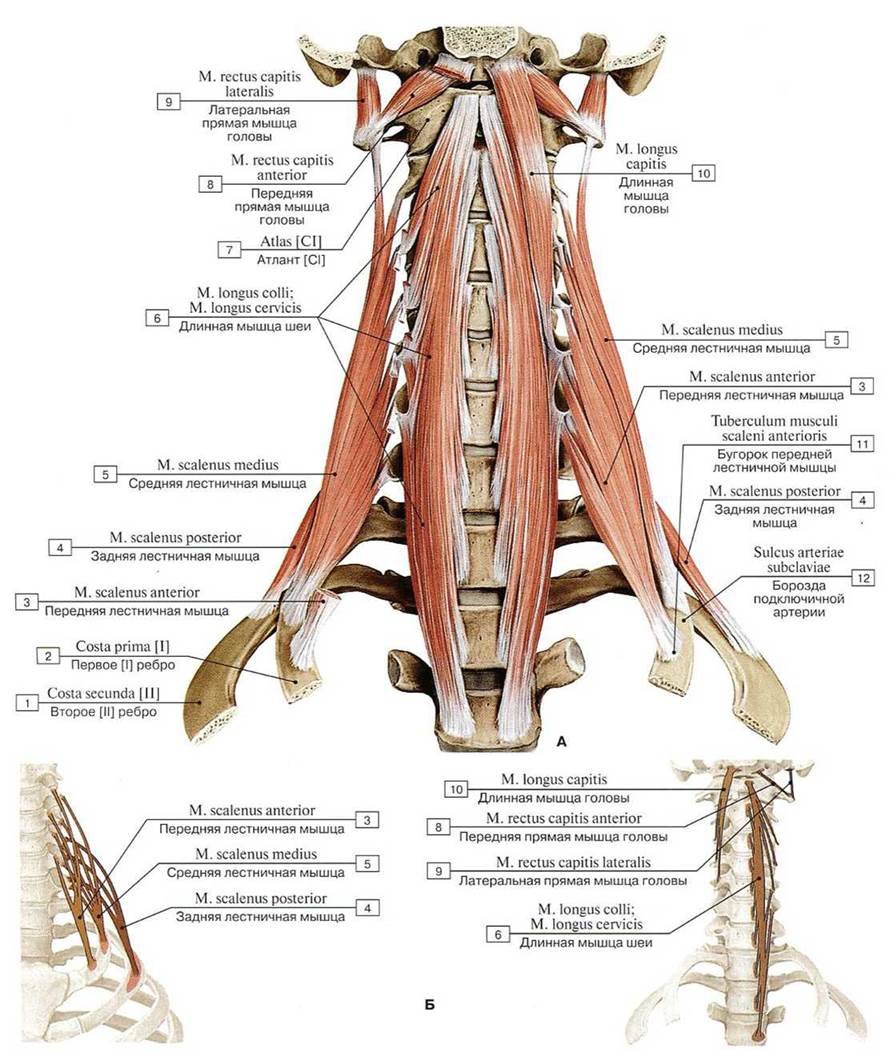 Мышцы шеи человека бамесс
