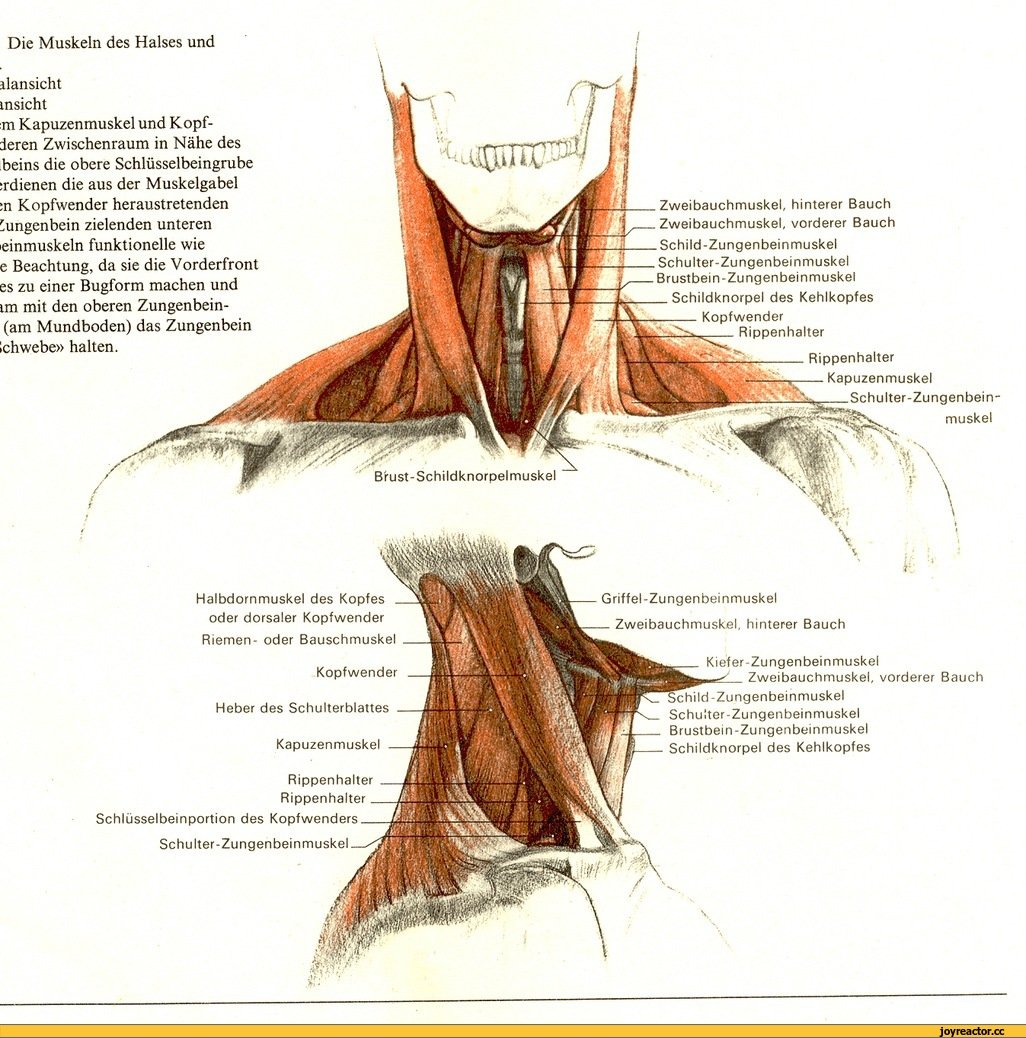 Носовая мышца поперечная и крыльная часть