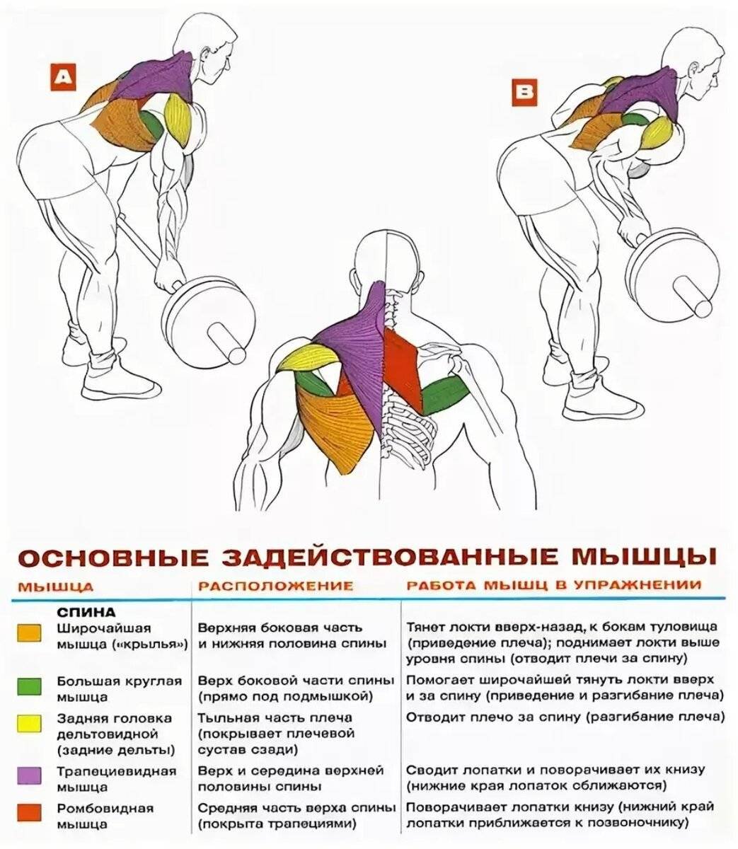 Тяга штанги к поясу на мышцы спины техника выполнения
