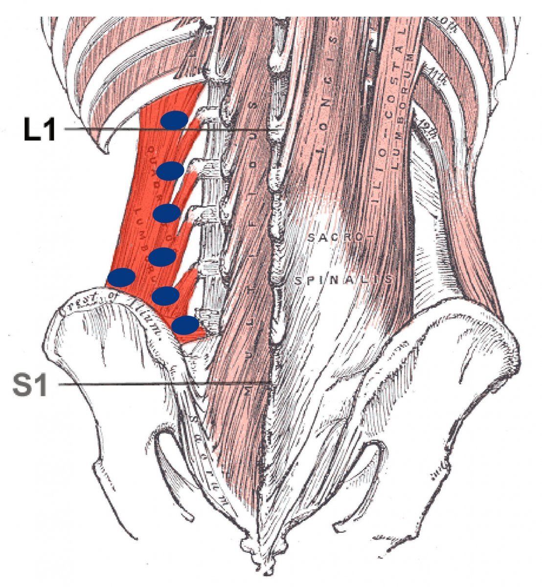 Quadratus Lumborum мышца
