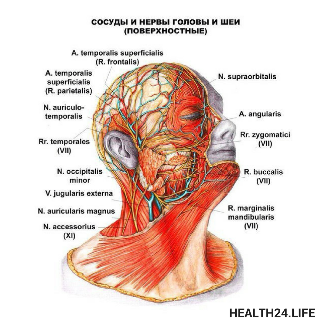 Анатомия нервной системы головы и шеи