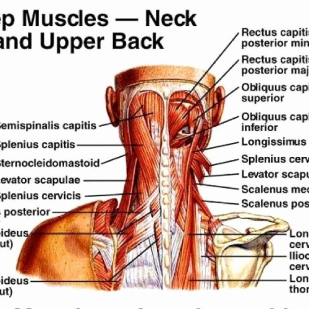 Анатомия мышц шеи человека сзади