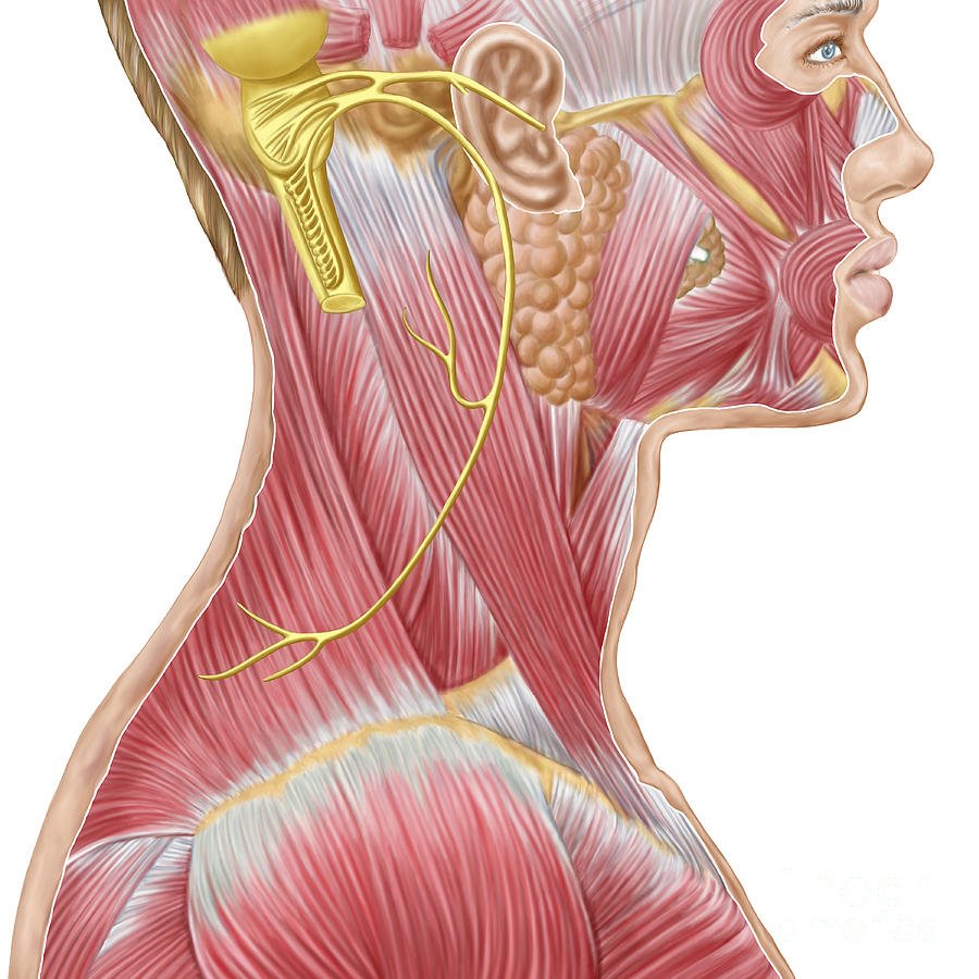 Добавочный нерв анатомия
