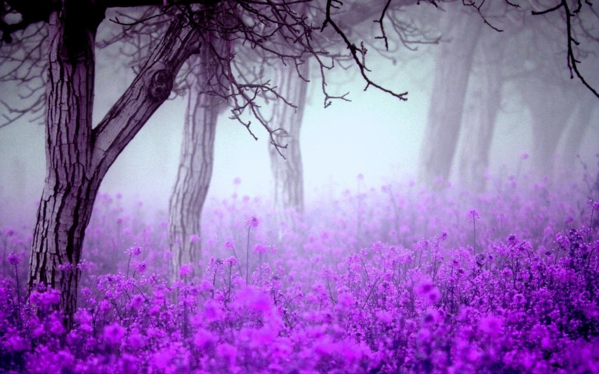 Мятно фиолетовый лес