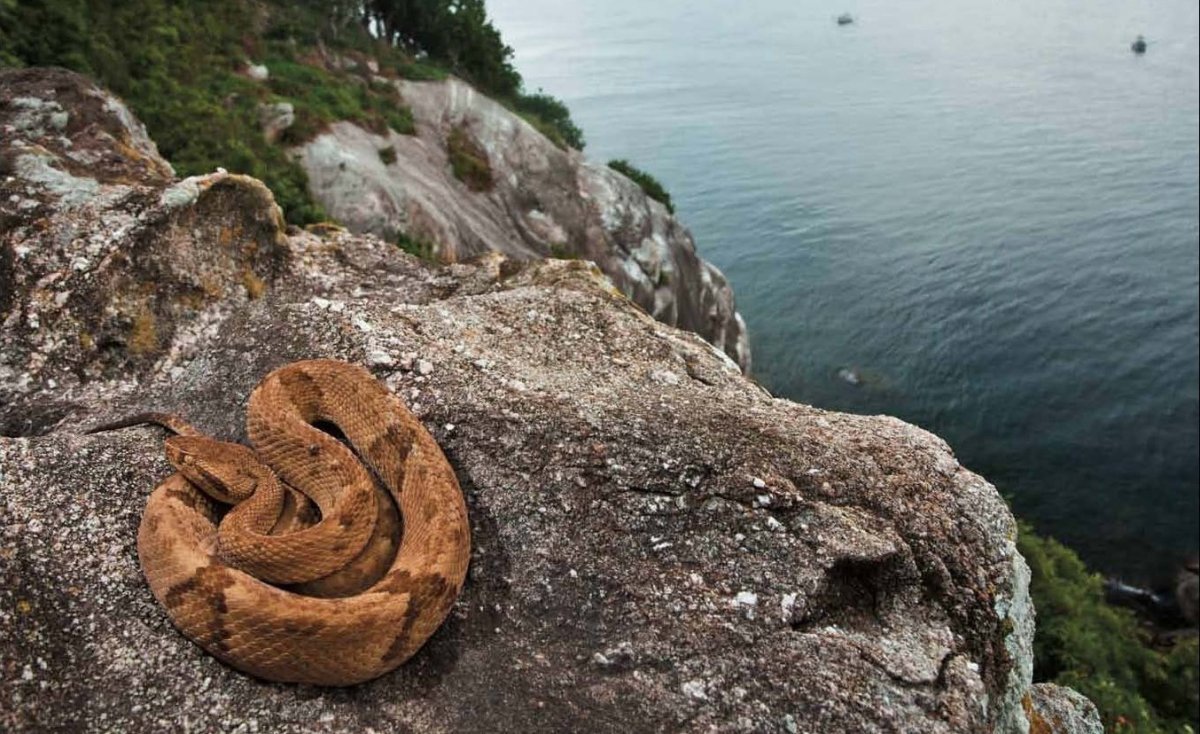 Остров Кеймада змеи