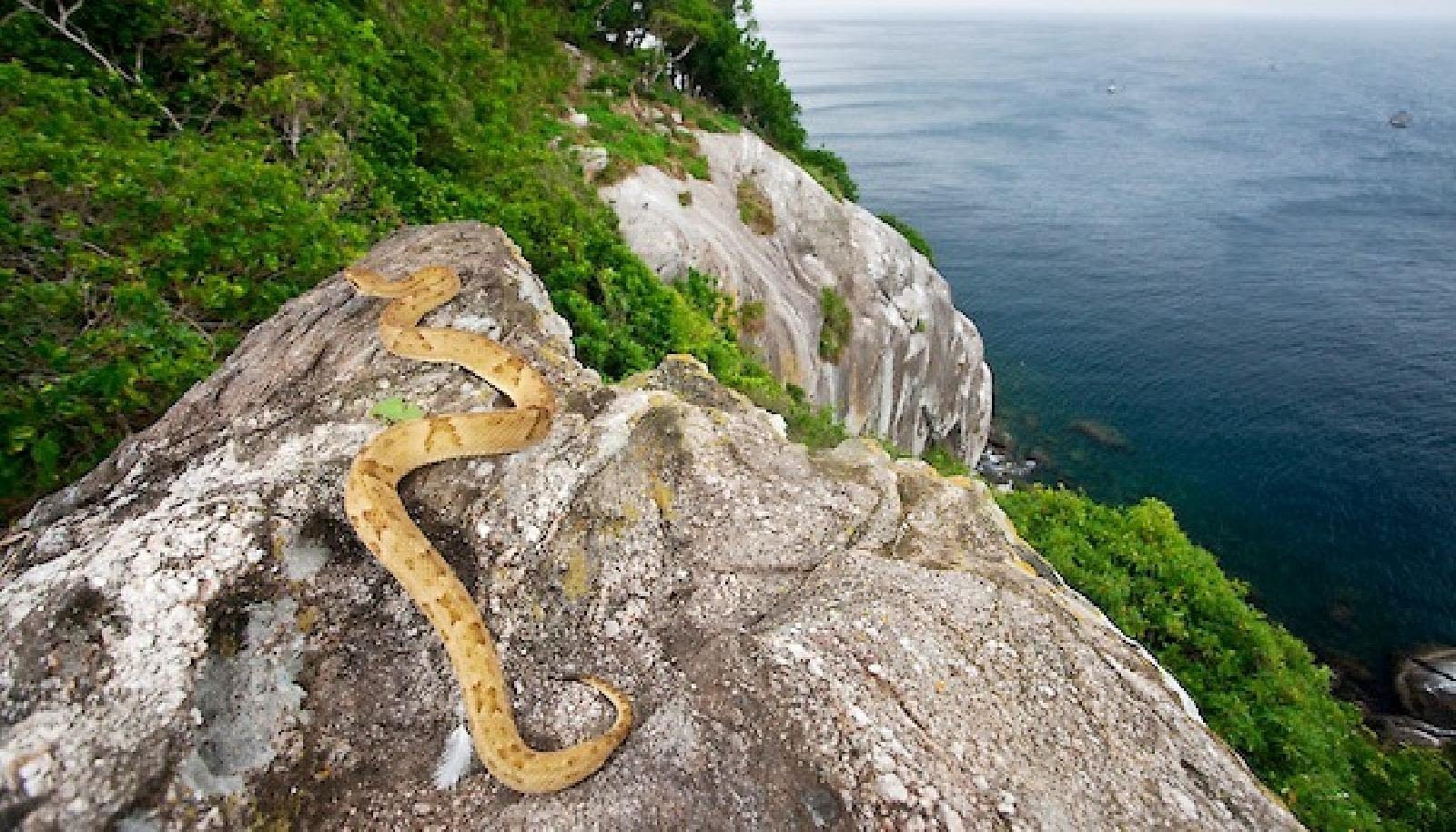 Остров змей Кеймада-Гранди