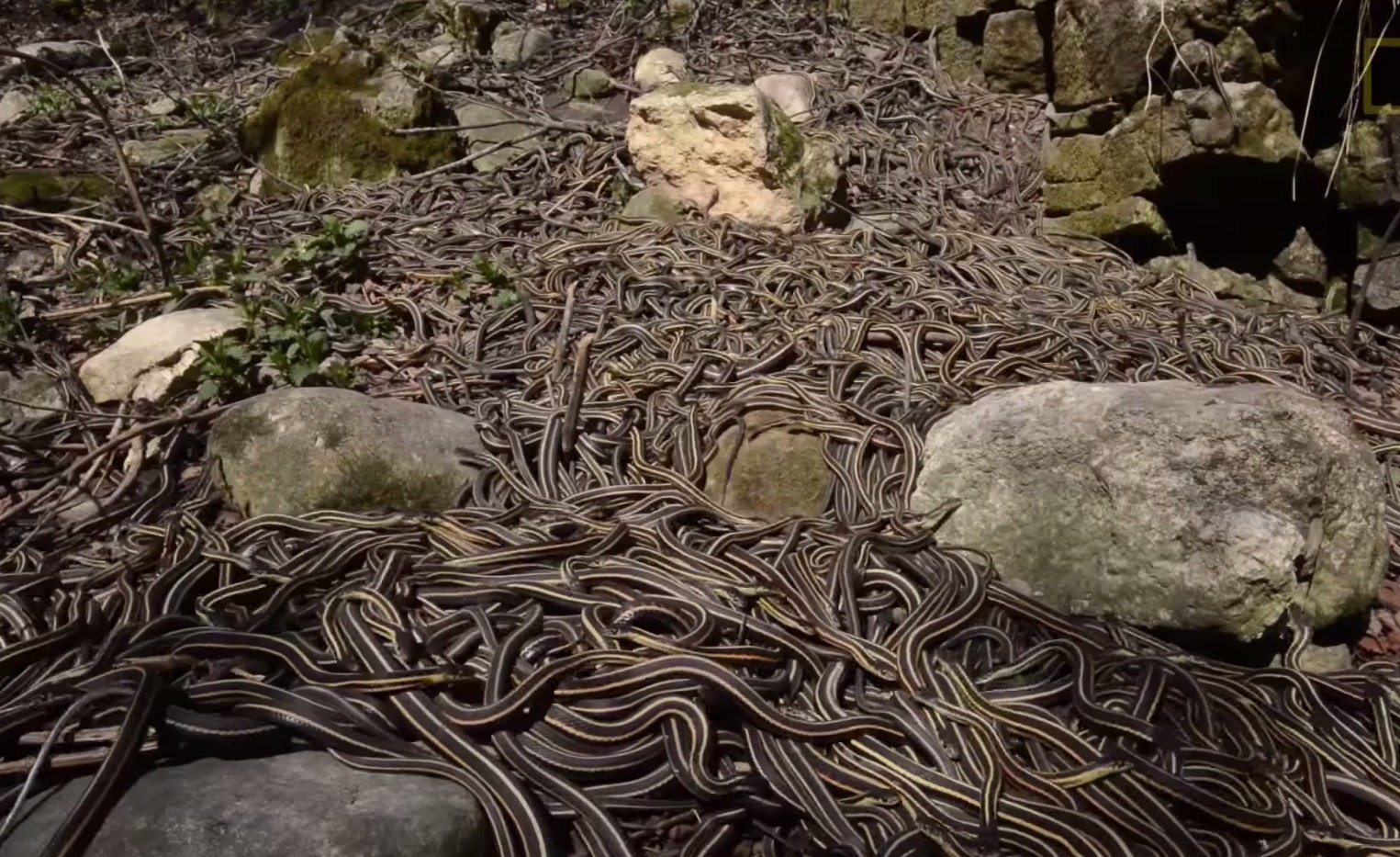 Кеймада-Гранди остров ядовитых змей