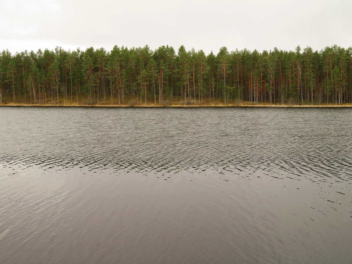 Озеро Сяберо Ленинградская область