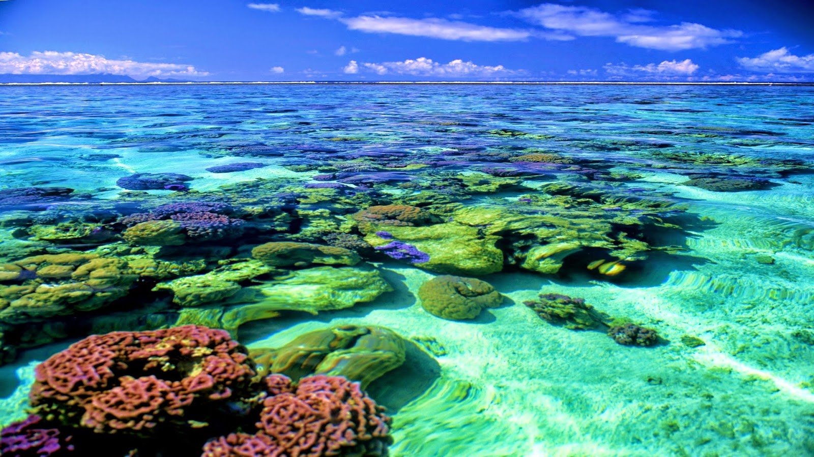 Озера тихого океана. Большой Барьерный риф Австралия. Коралловый риф в Австралии. Большой Барьерный риф кораллы. Острова большого барьерного рифа.