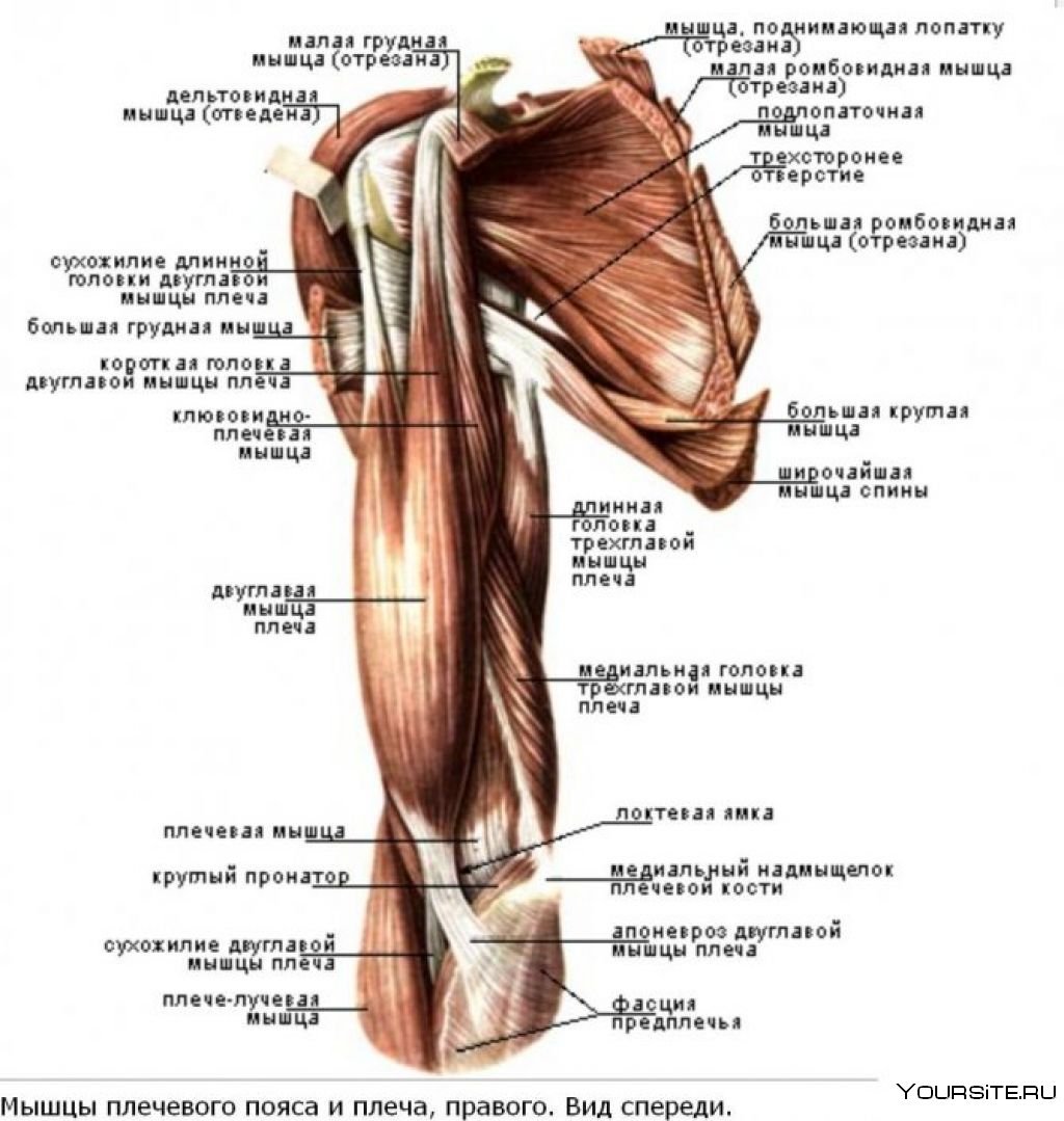 Мышцы пояса верхней конечности дельтовидная