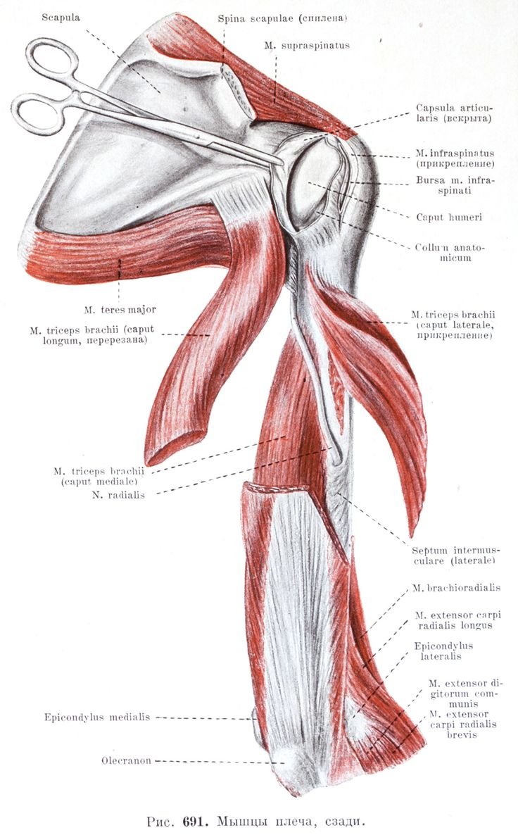 Мышечно кожный нерв анатомия