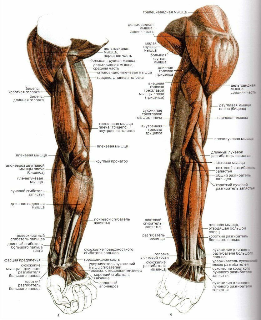 Мышцы плеча передняя группа