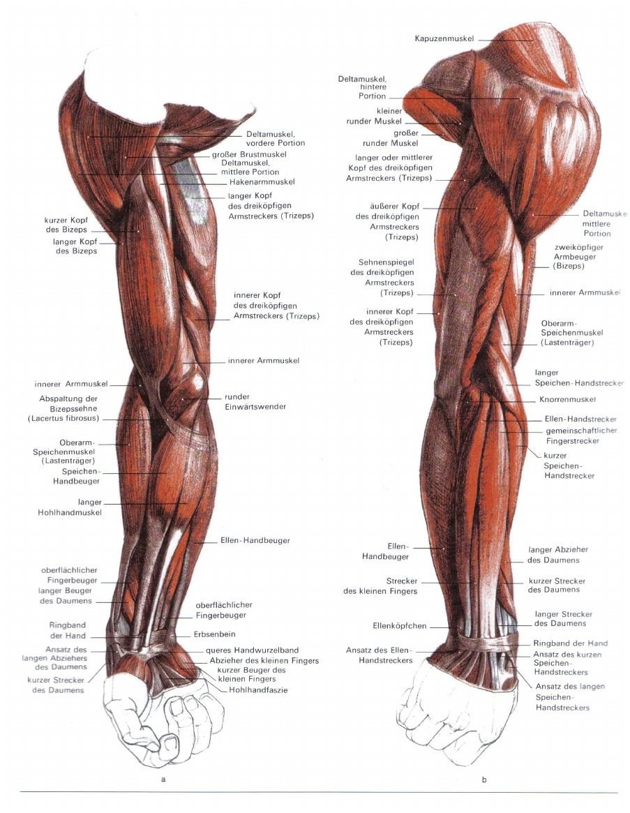 Сухожилие подостной мышцы