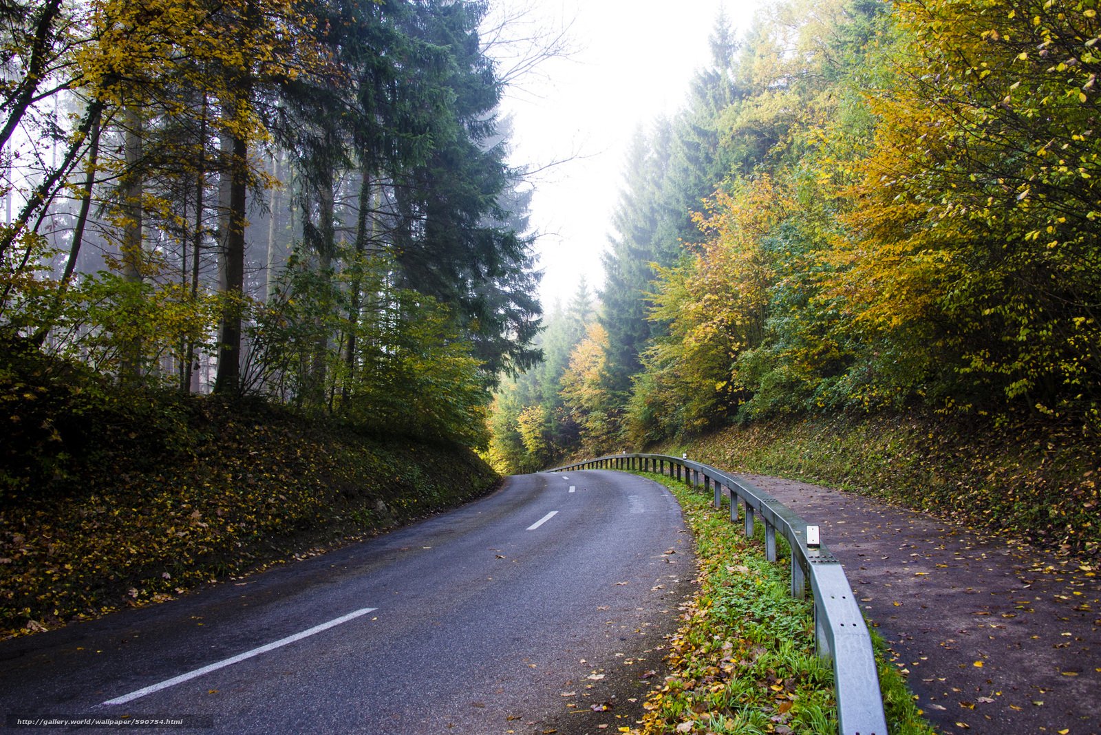 Дорога хвойную. Кисловодск дорога в лес. Дорога в осень. Дорога в лесу. Красивые дороги.