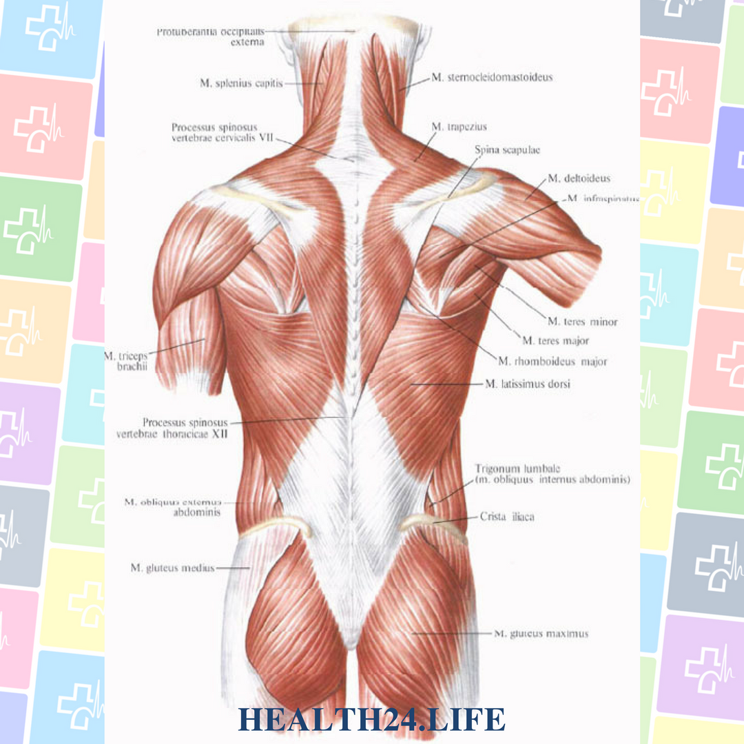 Анатомия спины 3д