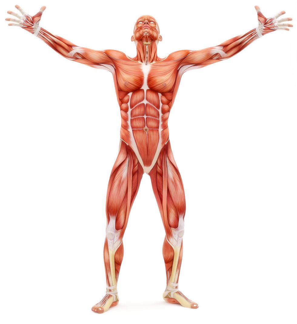 Мышцы человека спина