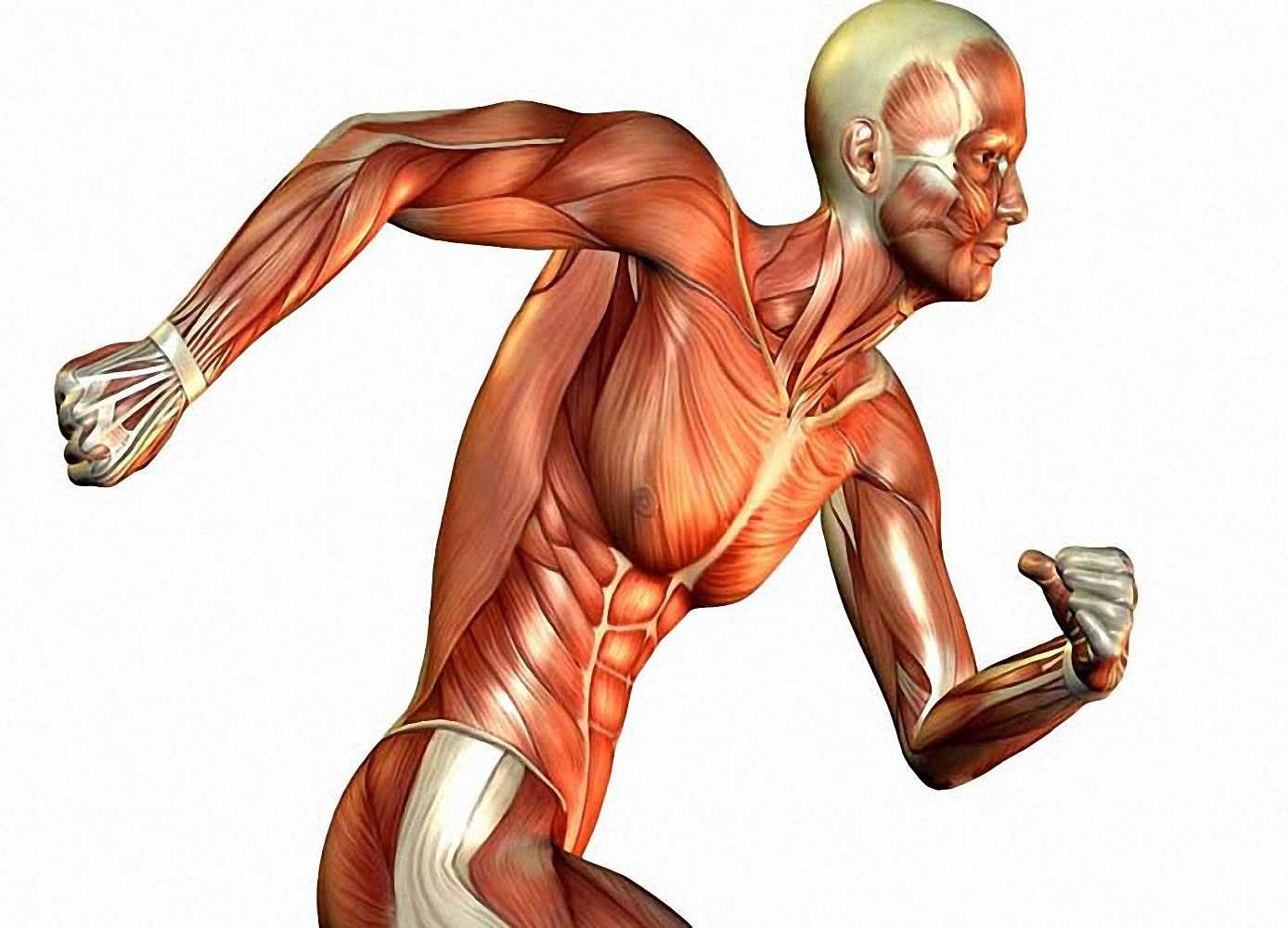 Работа скелетных мышц человека