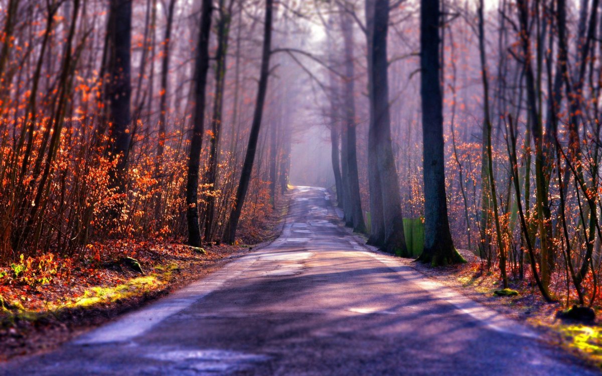 Дорога в лесу Видное