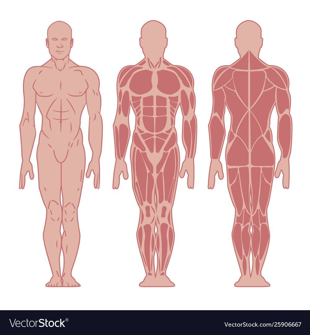 Торс человека анатомия