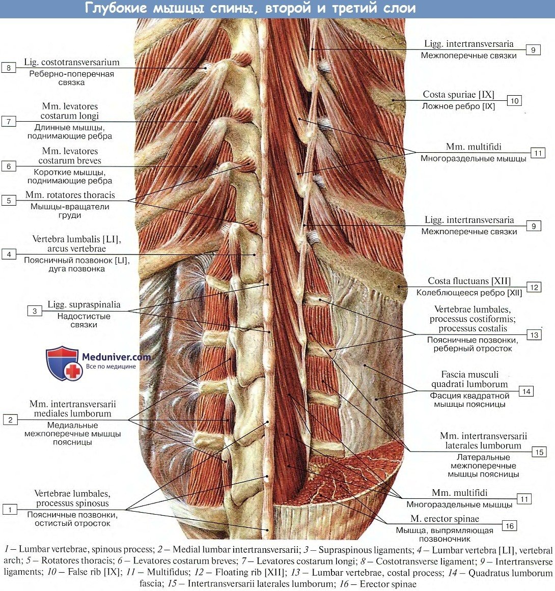 Задняя зубчатая мышца спины анатомия