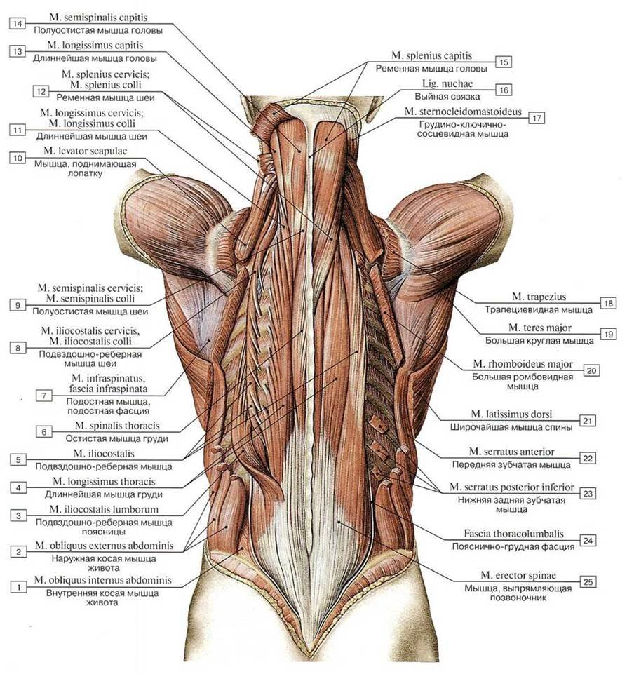 Анатомия мышц грудного отдела сзади