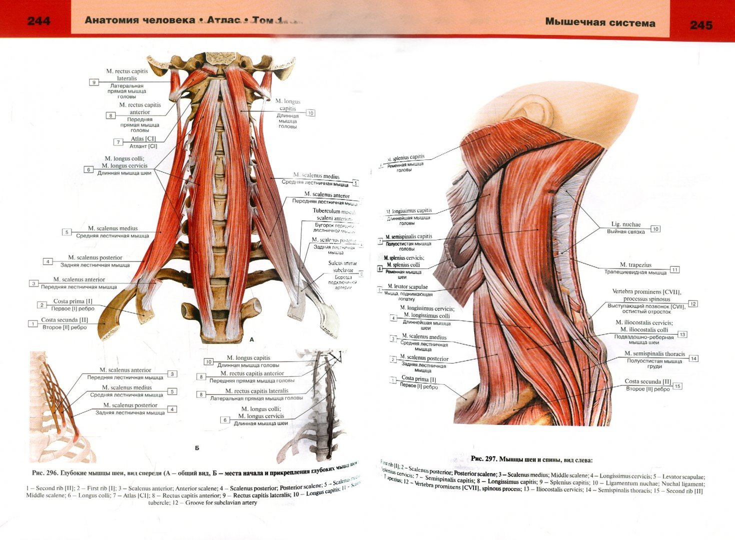Анатомия человека 1. Билич Крыжановский атлас анатомии опорно двигательный аппарат. Мышцы спины анатомический атлас. Мышцы анатомия человека медицинский атлас. Анатомия человека в 3х томах.