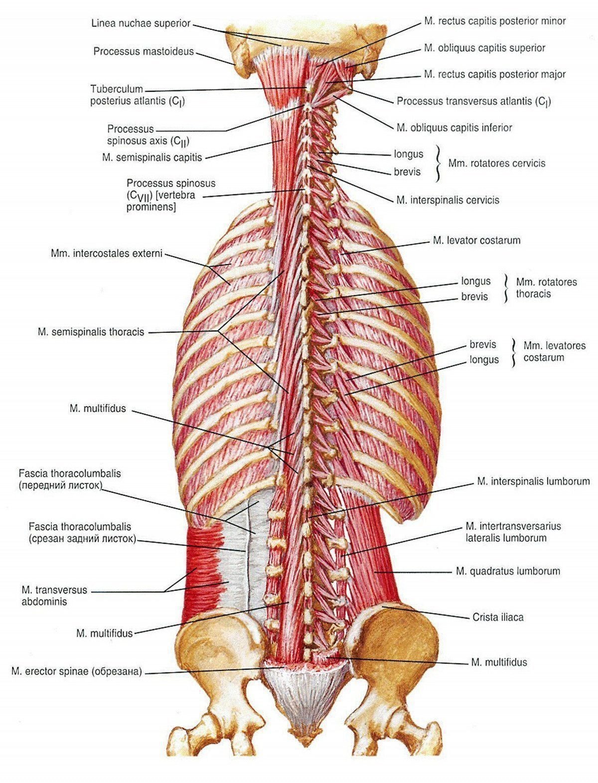 Части поясницы. Глубокие мышцы спины, глубокий 3 слой. Строение мышц спины поясницы. Крестцово остистая мышца анатомия. Мышцы спины Неттер.