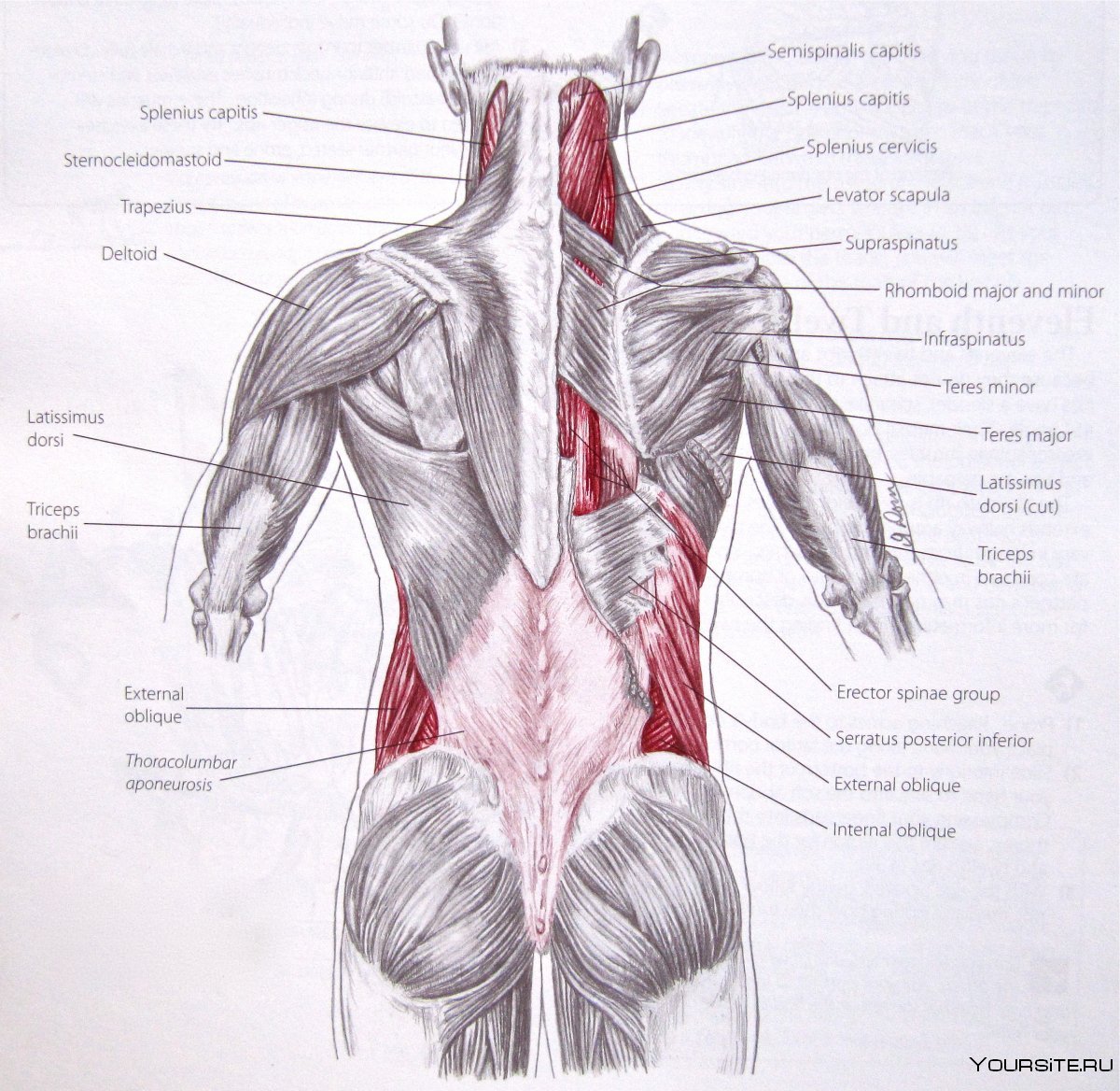 Формы мышц анатомический атлас